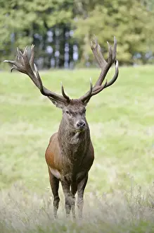 Red deer (Cervus elaphus) in the rutting season