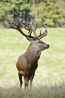 Red deer (Cervus elaphus) in the rutting season