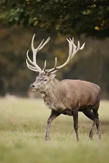 Red deer (Cervus elaphus) in the rutting season