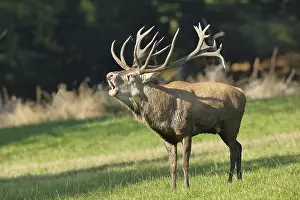 Red deer (Cervus elaphus) during the rutting season