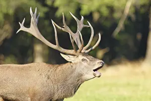 Red deer (Cervus elaphus) during the rutting season