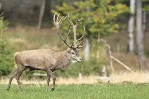 Red deer (Cervus elaphus) during the rutting season