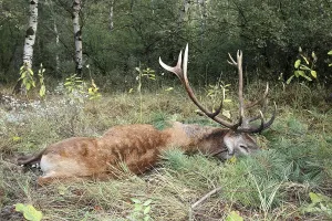 Red deer (Cervus elaphus) shot during the rut