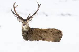 Red deer (Cervus elaphus) in the snow