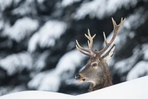 Red Deer (Cervus elaphus) in the snow