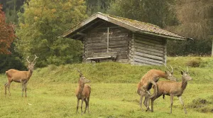 Red deer (Cervus elaphus) spit in front of a mountain hut during the rut