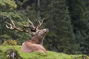 Red Deer (Cervus elaphus), stag