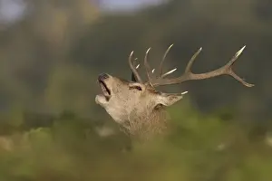 Red Deer (Cervus elaphus) stag