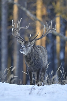 Red deer (Cervus elaphus), stag