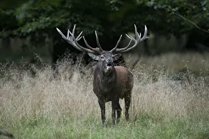 Red deer (Cervus elaphus), stag