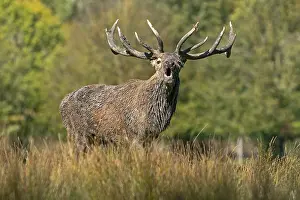 Red deer (Cervus elaphus), stag