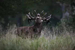 Red Deer (Cervus elaphus), stag
