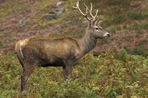 Red Deer (Cervus elaphus) stag