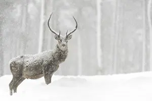 Red Deer (Cervus elaphus) stag