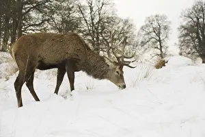 Red Deer (Cervus elaphus) stag