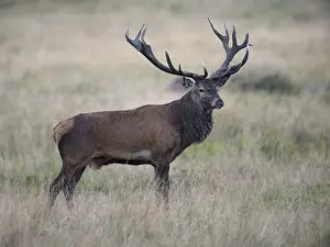 Red Deer (Cervus elaphus), stag