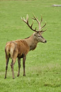 Red deer (Cervus elaphus), stag
