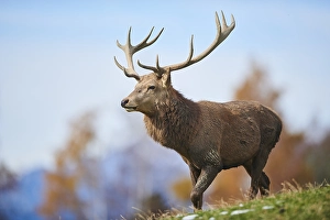 Red deer (Cervus elaphus) stag in the alps