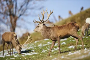 Red deer (Cervus elaphus) stag in the alps