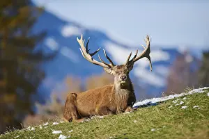 Red deer (Cervus elaphus) stag in the alps