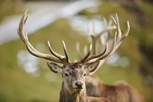 Red deer (Cervus elaphus) stag in the alps