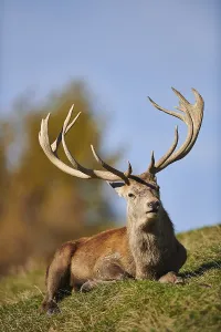 Red deer (Cervus elaphus) stag in the alps
