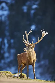 Red deer (Cervus elaphus) stag in the alps