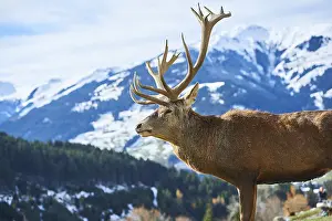 Red deer (Cervus elaphus) stag in the alps