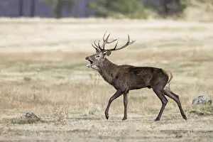 Red deer (Cervus elaphus), stag calling during rut