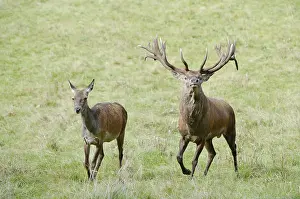 Red deer (Cervus elaphus), stag and doe in the rut