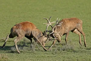 Red deer (Cervus elaphus), stag fighting during the rut