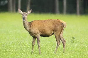 Red deer (Cervus elaphus) stag on a forest clearing
