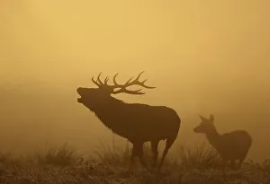 Red Deer (Cervus elaphus), stag and hind