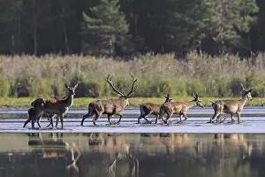 Red deer (Cervus elaphus) stag with hinds