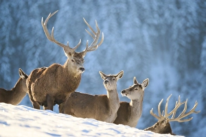 Red deer (Cervus elaphus) stag with hinds on a snowy meadow in the mountains in tirol