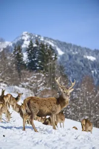 Red deer (Cervus elaphus) stag with pack on a snowy meadow in the mountains in tirol
