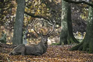 Red deer (Cervus elaphus) stag resting in beech forest in autumn