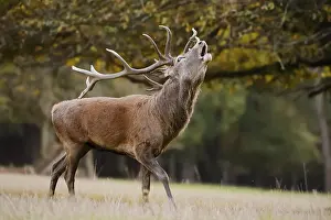 Red deer (Cervus elaphus), stag roaring