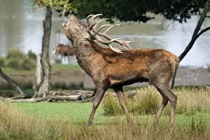 Red deer (Cervus elaphus), stag roaring during the rut