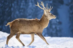 Red deer (Cervus elaphus) stag on a snowy meadow in the mountains in tirol