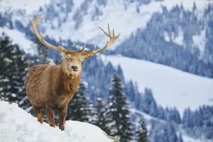 Red deer (Cervus elaphus) stag on a snowy meadow in the mountains in tirol