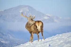 Red deer (Cervus elaphus) stag on a snowy meadow in the mountains in tirol