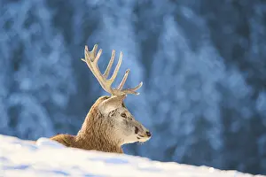 Red deer (Cervus elaphus) stag on a snowy meadow in the mountains in tirol