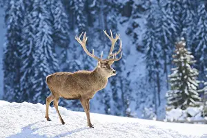 Red deer (Cervus elaphus) stag on a snowy meadow in the mountains in tirol