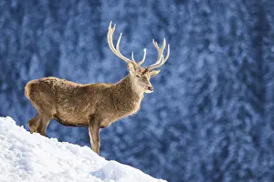 Red deer (Cervus elaphus) stag on a snowy meadow in the mountains in tirol