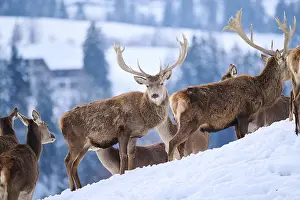 Red deer (Cervus elaphus) stag on a snowy meadow in the mountains in tirol