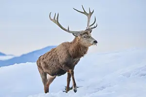Red deer (Cervus elaphus) stag on a snowy meadow in the mountains in tirol