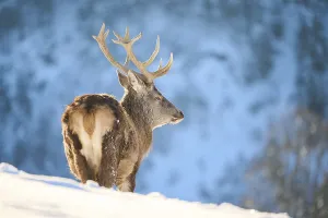 Red deer (Cervus elaphus) stag on a snowy meadow in the mountains in tirol