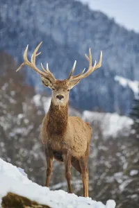 Red deer (Cervus elaphus) stag on a snowy meadow in the mountains in tirol