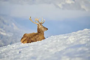 Red deer (Cervus elaphus) stag on a snowy meadow in the mountains in tirol